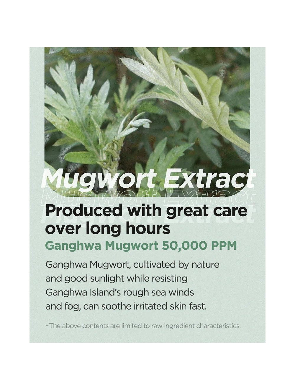 Mugwort Calming Cream – Calmante y calmante 50 ml